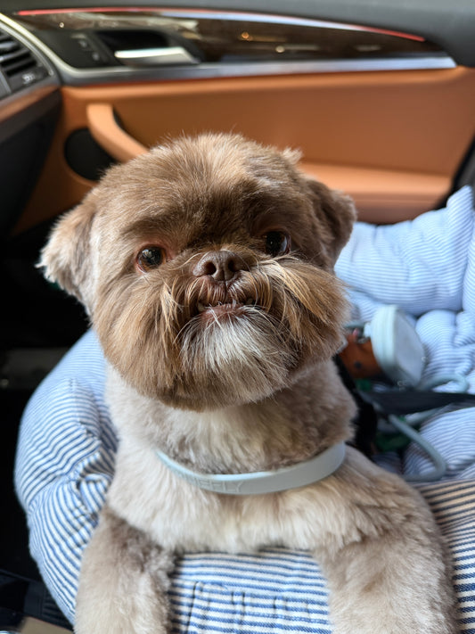 COMFY + SAFE Dog Car Seat